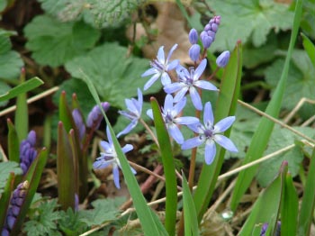 Scilla bifoliaVroege sterhyacint bestellen